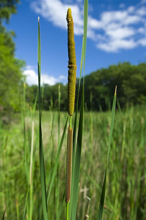 foragers foraging  wild natural organic food foraging cattails