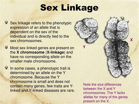 Ppt Linked Genes Sex Linkage And Pedigrees Powerpoint