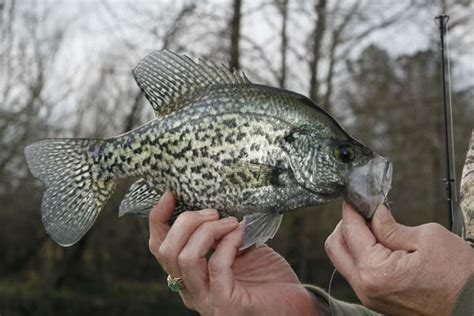 tompkins favored fish flourishes  spring spawn
