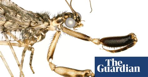 spiky hairy shiny la abuzz with insect discoveries in pictures