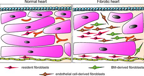 origins of cardiac fibroblasts circulation research