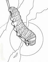 Larva Colorir Raupe Lagarta Desenhos Hellokids Rups Lagartas Kleurplaten Astounding Caterpillar Insetos Insekten Dads Charge Moms Farben Drucken sketch template