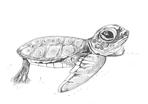sea turtle cartoon drawing  paintingvalleycom explore collection