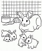 Coloring Rabbit Pages Baby Pet Printable Colouring Rabbits Color Pets Print Bunny Kids Breeding Cat Books Dog Family Animal Popular sketch template