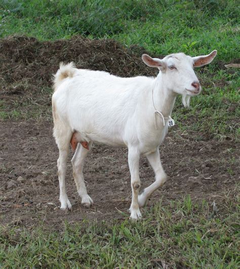 dairy goat breeds   small farm american outdoorsnet
