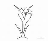 Crocus Coloring Pages Flowers Printable Dot Getcolorings Silhouette Drawings 21kb 600px sketch template