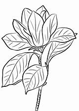 Magnolia Coloring Pages Flowers Getcolorings Magno Color Getdrawings Printable sketch template