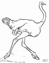 Ostrich Coloring Pages Fast Drawing Running Categories sketch template