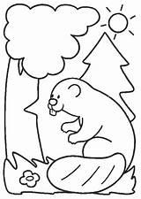 Castor Colorat Castori Planse Castores Animales Ausmalbilder Animaux Beavers Biber 1594 Animale P08 Coloriage Beaver Bobry Kolorowanki Bóbr Kleurplaten Primiiani sketch template