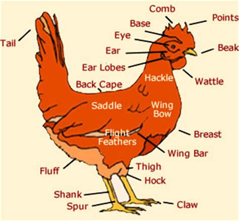 chicken anatomy anatomy genetics diagram   chicken