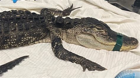 foot long alligator discovered  brooklyns prospect park globe