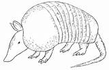 Armadillo Drawings Bestcoloringpagesforkids Drawcentral sketch template