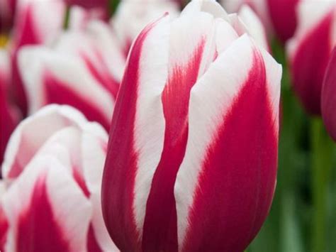 tulipan danger zone zahradnictvi spomysl