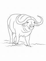 Buffalo Buffalos sketch template