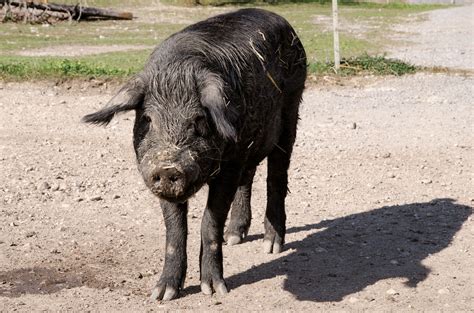 schwarzes alpenschwein natur und tierpark goldau