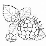 Framboesa Fruta Desenho Moranguinho sketch template