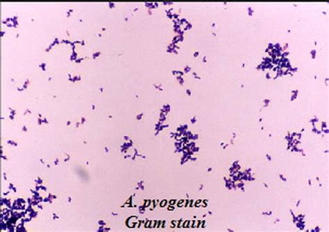 Coccobacilli Gram Negative Bacteria