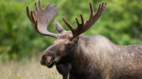 year   life   canadian moose calf  jasper national park