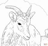 Sheep Coloring Pages Horn Big Bighorn Female Printable Dall Horns Color Print Drawing Click Find Supercoloring Designlooter Search Version Again sketch template