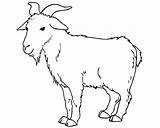 Goat Coloring Pages Printable Preschooler Preschool Goats Kids Sheep Animals sketch template