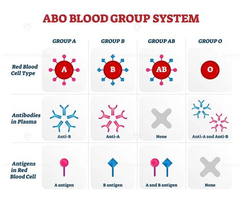 abo blood group types vector illustration chart vectormine