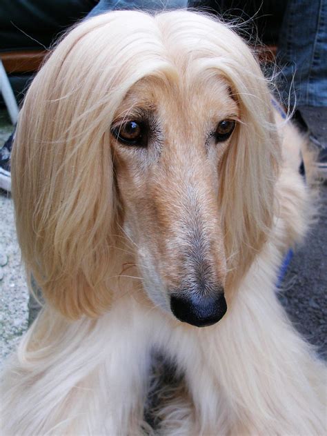 afghan hound pictures top dog directory