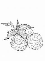 Coloring Pages Raspberries Berries Recommended sketch template