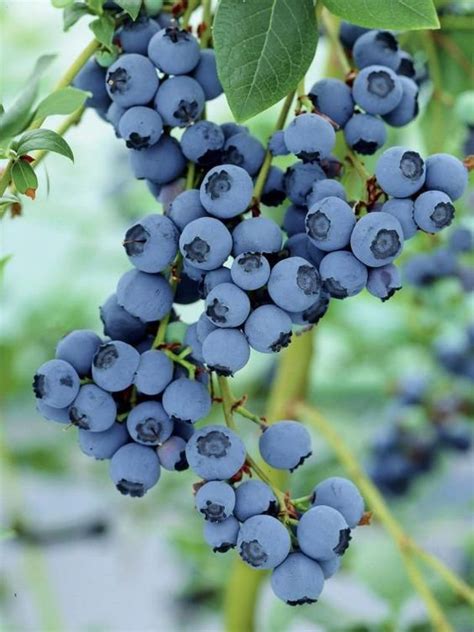 blueberries assortment special fruit