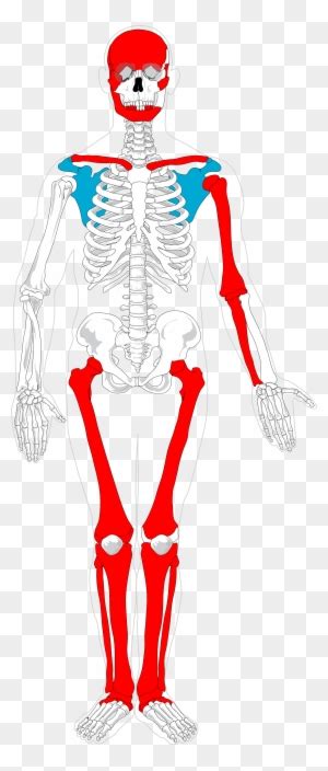 Skeleton Clipart Human Biology Skeletal System Vector Png Free