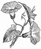 Glory Morning Drawing Flower Vine Drawings Sketch Tattoo Flowers Glories Vines Draw Plant Paintingvalley Google Search Explore Sketches Leaves Moonflower sketch template