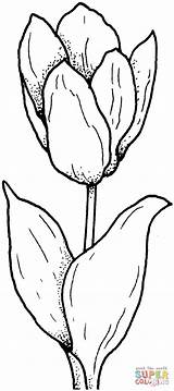 Tulpe Tulip Tulipe Tulpen Gratis Malvorlagen Malvorlage Tulipano Supercoloring Ausdrucken Stampare Imprimer Disegnare sketch template