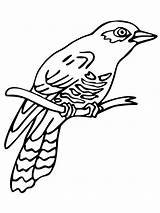 Cuckoo Coloring Pages Perched Common Cuckoos Birds Printable Supercoloring Color Designlooter Drawings sketch template