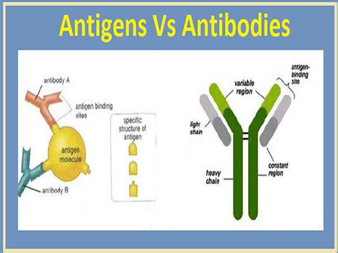 antibody antigen diagram