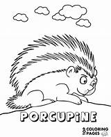 Coloring Porcupine Print Animals Color Rare sketch template