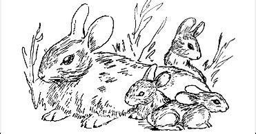 cottontail rabbits  doll coloring book