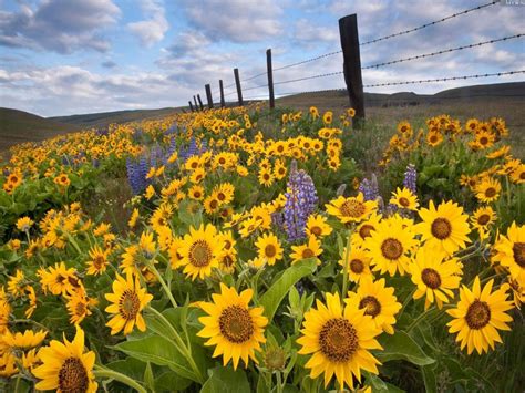 sunflower field wallpaper  wallpaperscom