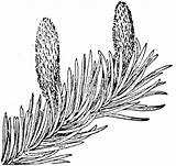 Fir Pacific Silver Coloring Pages Branchlet Cones sketch template
