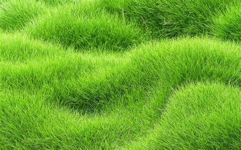 wallpapers grass carpet texture  textures grass textures wavy grass background