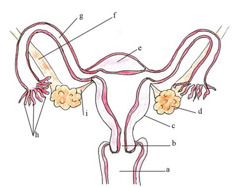 Male Reproductive System Lesson 0405 Tqa Explorer