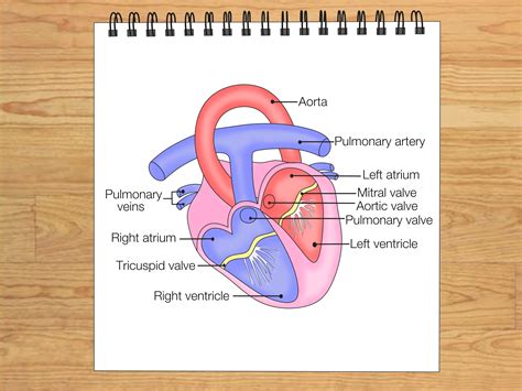 draw  internal structure   heart  steps