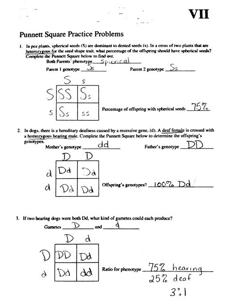 punnett square worksheet with answer key printable