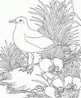Coloring Seagull Pages Seagulls State California Nature Bird Utah Animals Flower Orioles Gull Kids Sego Baltimore Books Backyard Indiana Colouring sketch template