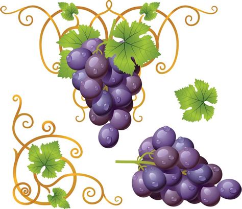 grappes de raisin raisin rouge raisin blanc clipart grapes wine