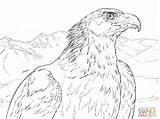 Eagle Coloring Golden Aguila Real Pages Portrait Dibujos Drawing Printable Para Colorear Eagles Soaring Dibujo Animal Supercoloring Bald Print Sheet sketch template