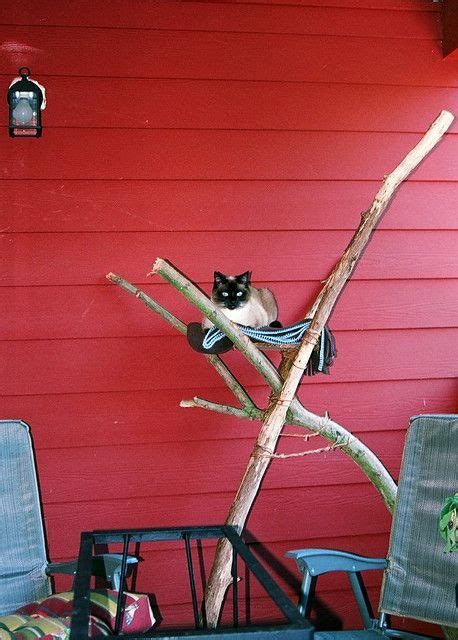siamese cat on her throne diy cat tree cat tree cat diy