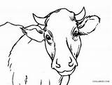 Cow Coloring Pages Face Drawing Printable Kids Cool2bkids Getdrawings sketch template
