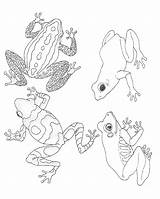 Coloring Pages Frogs Frog Brett Jan Mural Umbrella Tree Clipart Animal Printable Color Rainforest Sheets Salamander Janbrett Animals Activities Library sketch template