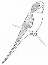 Coloring Parrot Budgie Pages Budgerigar Printable Perruche Coloriage Bird Print Supercoloring Colouring Drawing Imprimer Click Budgerigars Parakeet Adult Color Parrots sketch template