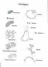 Sheet Coloringhome Lipid Organelle Blanks sketch template