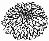 Chrysanthemum Henkes Getdrawings Template sketch template